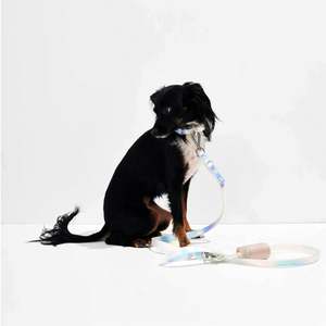 Correa de color para mascotas a prueba de explosiones, conjunto de collar de correa de perro de color degradado de Pvc integrado - Product Image 4