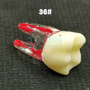 Educatieve Leverancier Tandheelkundige Endo Tanden Wortelpraktijk Tand Dentale Endodontische Tand <span class=keywords><strong>Model</strong></span> Met Gekleurde Wortel En Pulp - Product Image 5