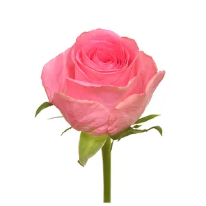 Премиум кенийские свежие срезанные цветы смузи розовая роза с большой головой 60 см стебель оптом в розницу Свежие Срезанные розы