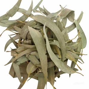 Feuilles d'<span class=keywords><strong>eucalyptus</strong></span> séchées de qualité supérieure, <span class=keywords><strong>tisane</strong></span> naturelle pour le soutien respiratoire, aromathérapie, vente en gros - Product Image 5