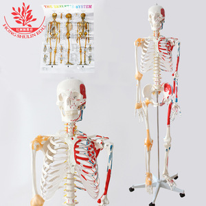 Modèle de crâne FRT002, moitié ligaments, moitié muscles peints, points d'origine et d'insertion détachables, squelette humain de 176 cm - Product Image 2