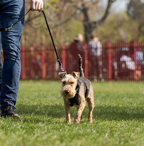 Reflective Nylon Dog Harness Vest Padded Adjustable No Pull Large Dog Harness with Solid Pattern and Metal Ring Custom Logo - Product Image 3