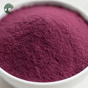 Poudre d'extrait de <span class=keywords><strong>sureau</strong></span> biologique premium en vrac, soluble dans l'eau, pure et naturelle, poudre de fruits de Sambucus Nigra de qualité alimentaire, vente en gros - Product Image 6