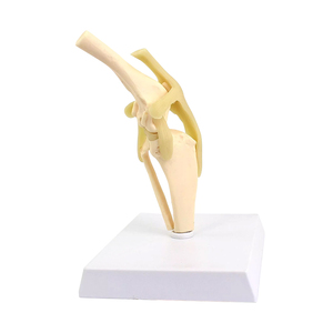 Perro rodilla articulación hueso modelo flexión ligamento pierna modelo anatómico médico perro hueso estructura modelo <span class=keywords><strong>canino</strong></span> Animal <span class=keywords><strong>esqueleto</strong></span> - Product Image 3