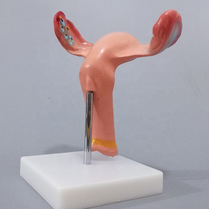 स्वस्थ महिला गर्भाशय शरीर रचना विज्ञान चिकित्सा मॉडल - Product Image 5