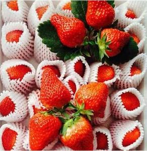 Nhựa máy móc trái cây hoa chai gói PE EPE bọt Net làm sản xuất dây chuyền sản xuất - Product Image 6