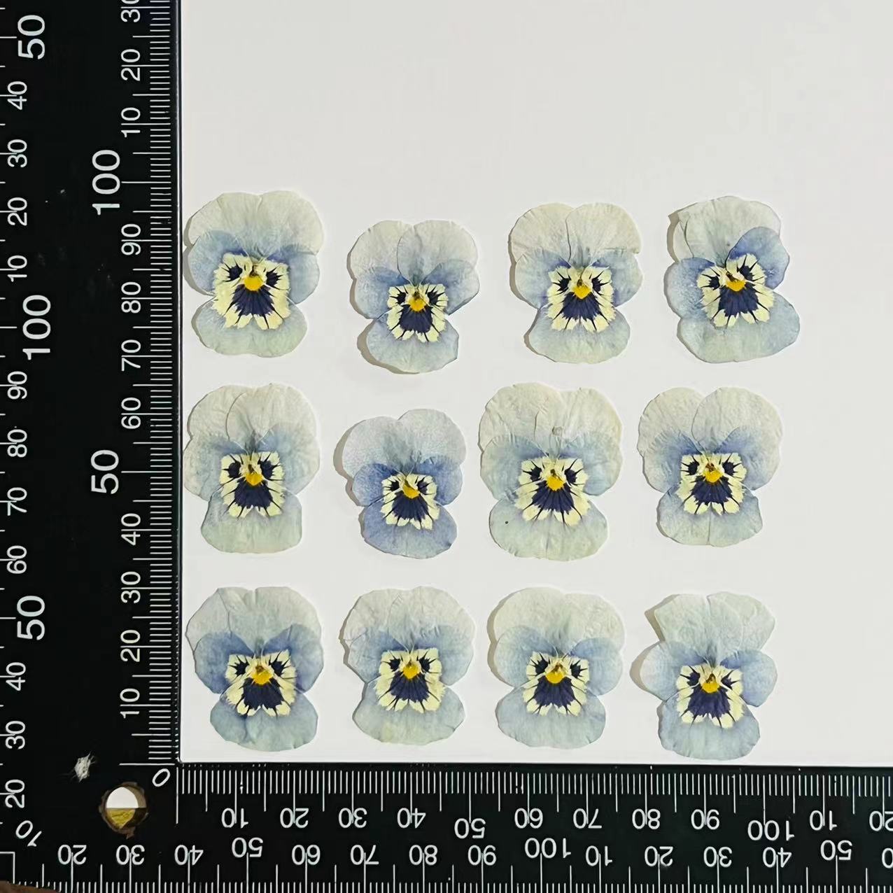 Corydalis azul claro