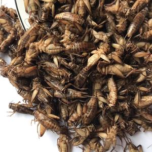 <span class=keywords><strong>Grillons</strong></span> <span class=keywords><strong>comestibles</strong></span>, insectes de Maggot secs, alimentation animale - Product Image 5