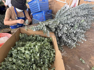 Hierba del Dinero de Plástico Verde Polvoriento de 78 cm (Eucalipto, Desmodium, Lysimachia) para el Hogar, Regalos de Navidad, Funerales y Decoración de Tumbas - Product Image 4