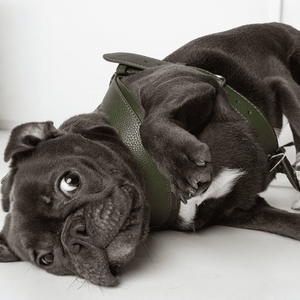 ชุดสายจูงสัตว์เลี้ยงสุดหรูเสื้อกั๊กบูลด็อกแบบฝรั่งเศสชุดสายรัดหนังแบบดึงเพื่อความปลอดภัยอุปกรณ์เสริมสุนัขขนาดใหญ่และขนาดเล็ก - Product Image 3