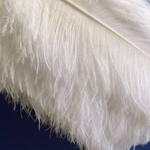 Lông đà điểu trắng tự nhiên bán buôn 50-55cm dùng cho trang phục lễ hội - Product Image 4