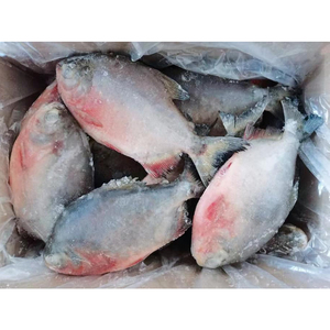 Pescado Congelado a Bajo Precio, Precio por Tonelada de Pescado Pomfret Rojo, Pompano Rojo 300 400, <span class=keywords><strong>Pacu</strong></span> Rojo al por Mayor - Product Image 4