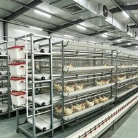 Cage à poules à 6 niveaux en H, peu encombrante, avec système d'évacuation automatique du fumier et courroie à œufs, pour élevages pondeuses à haute densité