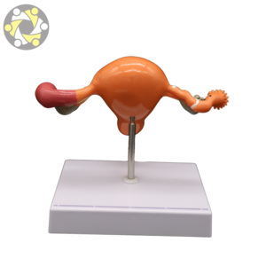 Modèle d'anatomie génitale féminine-Utérus et ovaire artificiels pour <span class=keywords><strong>l</strong></span>'étude des sciences médicales - Product Image 6