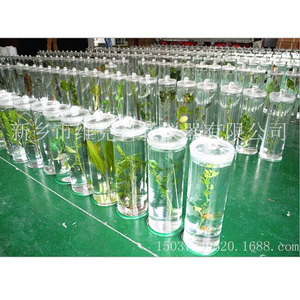 Los herbáreos mantienen la forma y el color originales de las plantas durante mucho tiempo; preservación y restauración de plantas. - Product Image 3