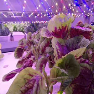 Smart Control 40 'Container Mobile Shipping Grow Room Farm Irrigation & Hydroponics Equipment Solución llave en mano - Product Image 4