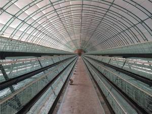 Tuyaux en acier galvanisé Tunnel d'élevage Serre <span class=keywords><strong>Film</strong></span> d'élevage Serre pour volailles Bovins Ovins Poulets Serre - Product Image 5