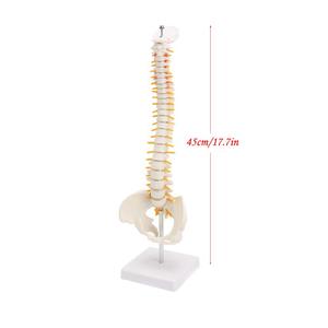 GelsonLab HSBM-110 45CM columna vertebral humana con un modelo pélvico anatómicos humanos anatomía columna modelo médico columna vertebral modelo - Product Image 3