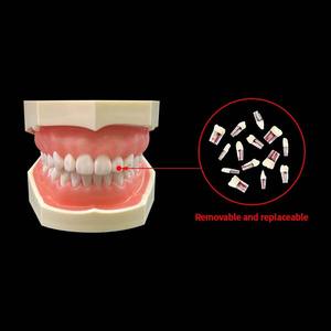 Modelo do canal radicular Endodontia Modelo dental dentes Endo dentais curvados para a prática - Product Image 5