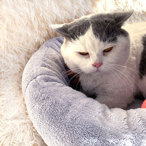 Deep Sleep Round Pet <b>Bed</b> Thickened Plush Warm Cat <b>Dog</b> <b>Bed</b> All Seasons Pet Supplies - Product Image 2