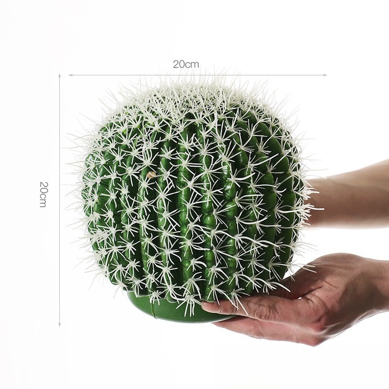 white thorn cactus 20cm