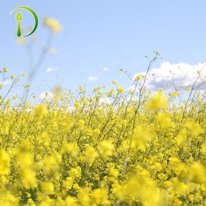 Miele-<span class=keywords><strong>miel</strong></span> <span class=keywords><strong>100</strong></span>% <span class=keywords><strong>natural</strong></span>, <span class=keywords><strong>miel</strong></span> europea estándar, venta al por mayor a Turquía - Product Image 4