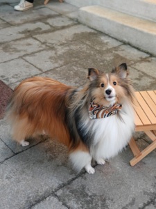 Verstelbare zachte honden- en kattenhalsband met gepersonaliseerde duurzame, modieuze katoenen halsband voor huisdieren - Product Image 5