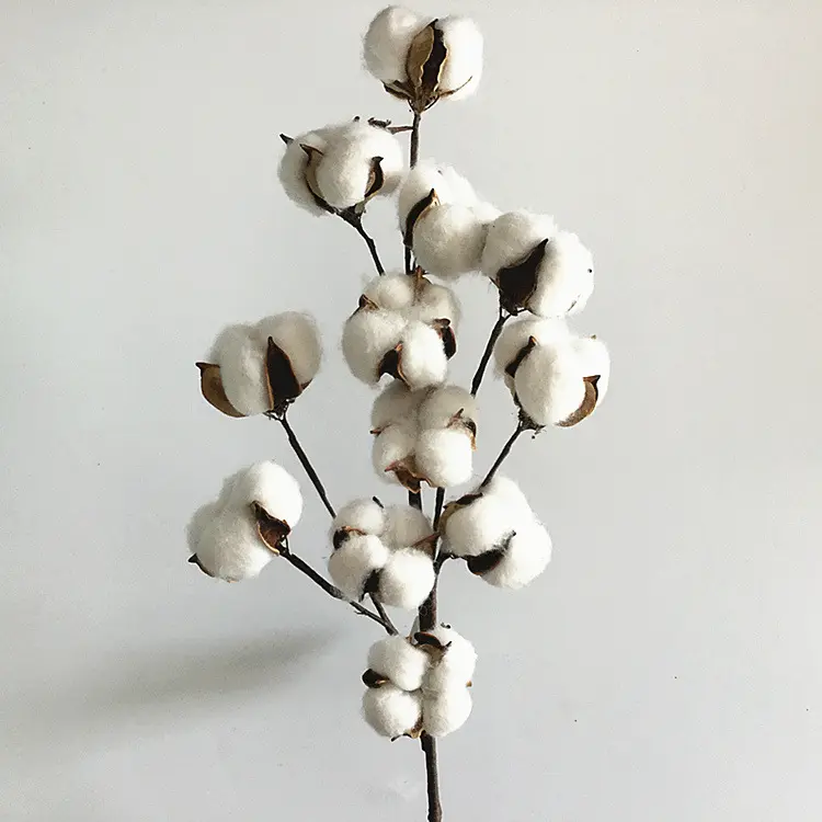 Handmade Floral Picks Stalks Plants 10 Cotton Bolls White Natural Dried Cotton Flower For Winter Christmas Decoration