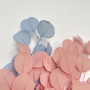 Paquete blanqueado de calidad AA de grado <span class=keywords><strong>eucalipto</strong></span> seco blanco rosa <span class=keywords><strong>azul</strong></span> <span class=keywords><strong>eucalipto</strong></span> de dólar de plata preservado para arreglo floral - Product Image 3