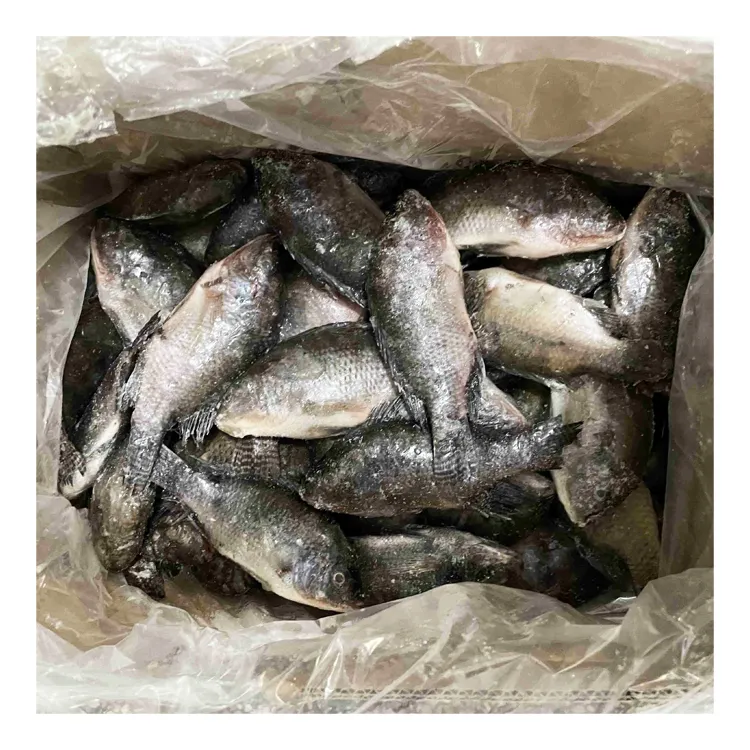 Peternakan ikan Tilapia segar beku dengan Tilapia hitam