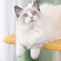 Arbre à chat moderne multi-niveaux en bois avec condos et poteau à gratter