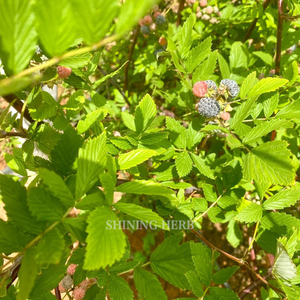 ชาใบราสเบอร์รี่อบแห้งแบบธรรมชาติ-Rubus chingii <span class=keywords><strong>Hu</strong></span> ใบหลวม (<span class=keywords><strong>Fu</strong></span> PEN Zi) สำหรับผู้หญิงเครื่องดื่มสมุนไพร - Product Image 6