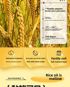 Nouveau Riz Glutineux Biologique de 25 Ans, <span class=keywords><strong>Millet</strong></span> Jaune Chichuan, Chifeng Aohan Jinmiao K1, Mélange de Céréales pour Porridge 2,5 kg Chine - Product Image 3