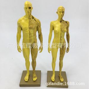 โมเดลร่างกายมนุษย์ขนาด 30 ซม. ทำจากเรซิ่น แสดงกล้ามเนื้อ โครงกระดูก และกายวิภาคศาสตร์ เหมาะสำหรับการเรียนการสอนศิลปะโครงสร้าง ภาพวาด CG และงานประติมากรรม - Product Image 5
