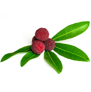 Extracto de Hojas de Bayas Rojas en Polvo, Extracto de Hojas de <span class=keywords><strong>Myrica</strong></span> <span class=keywords><strong>Rubra</strong></span>, Extracto de Hojas de Mirto (Arbutus), Empaquetado en Barriles/Bolsas - Product Image 3