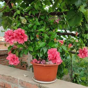 Magnifiques fleurs de hibiscus japonaises à double pétale, grandes fleurs corail pour cour, balcon, jardin, plante ornementale - Product Image 6