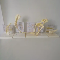 Modèle d'enseignement d'anatomie canine vétérinaire, modèle articulaire malade de chien, modèle d'articulation de la hanche de chien avec modèle de fémur