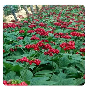 HUARAN Pure Natural Plant Erva chinesa Ginseng Raiz Raw Ervas chinesas secas Ginseng Vermelho - Product Image 5