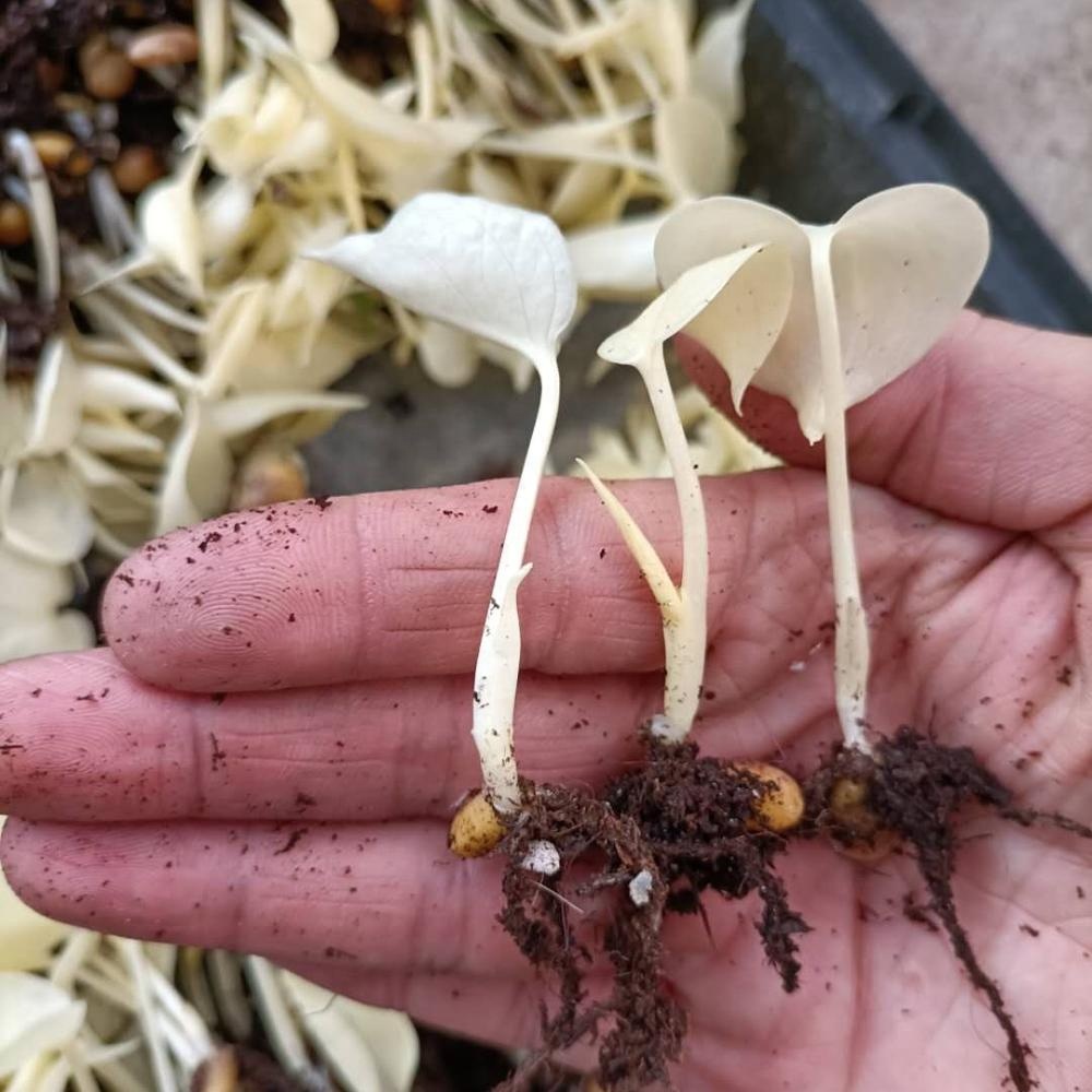 Растения против Зомби Золотой монстера