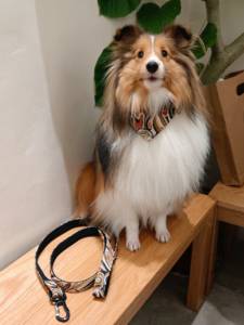 Verstelbare zachte honden- en kattenhalsband met gepersonaliseerde duurzame, modieuze katoenen halsband voor huisdieren - Product Image 6