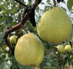 <span class=keywords><strong>Pera</strong></span> fresca Shandong, <span class=keywords><strong>pera</strong></span> fresca Ya, <span class=keywords><strong>fruta</strong></span> china de grado, <span class=keywords><strong>pera</strong></span> amarilla dulce y crujiente jugosa, madurez 100% - Product Image 3