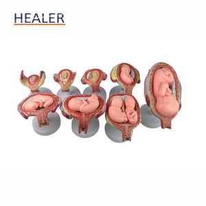 Mô hình sinh sản khoa học y tế Mô hình giải phẫu nữ cho sự phát triển của phôi thai và tử cung của thai nhi - Product Image 2