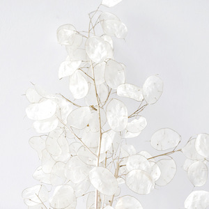 Lussuoso Bouquet di Fogliame Essiccato e Conservato, Lunaria Annua per Decorazioni Domestiche - Product Image 3
