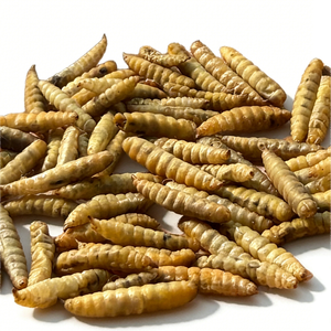 Larvas de BSF Desgrasadas y Secas, Proteína de Insectos de Alta Digestibilidad, Reemplazo de Harina de Soja para Alimentación de Cría de Tilapia, Camarones y Cangrejos en Acuicultura - Product Image 4