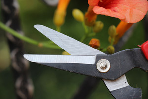 Ciseaux d'élagage pour plantes <span class=keywords><strong>de</strong></span> jardin Sécateur pour arbres à raisins Ciseaux d'élagage pour arbustes - Product Image 4