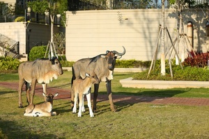 Estatua de caballo Artificial de tamaño real, estatua hecha a mano de fibra de vidrio, Animal realista para decoración de parque - Product Image 6