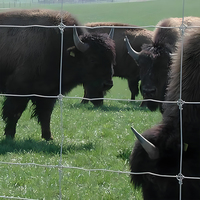Clôture économique de maille de pâturage de bétail de filet galvanisé par ferme pour des moutons et des cerfs utilisés dans des treillis et des portes de champ
