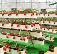 Aardbeienkwekerij Hydroponisch Irrigatiesysteem Verticale Groei Goot Enkelvoudige Kas Polyvinylchloride Afdekking Tuin