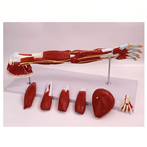 Modelo <span class=keywords><strong>de</strong></span> anatomía muscular <span class=keywords><strong>de</strong></span> <span class=keywords><strong>pierna</strong></span> <span class=keywords><strong>de</strong></span> brazo humano <span class=keywords><strong>de</strong></span> tamaño real | Piezas desmontables para educación escolar - Product Image 5