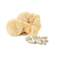 Capsules d'extrait de champignon Crinière de lion 100% pur (Hericium Erinaceus) – Nootropique et Complément Cérébral – 60 gélules – Vente en gros OEM